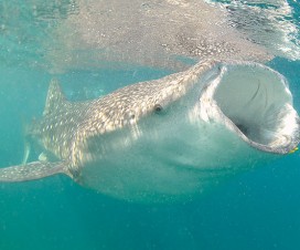 Baleine / requin - citron